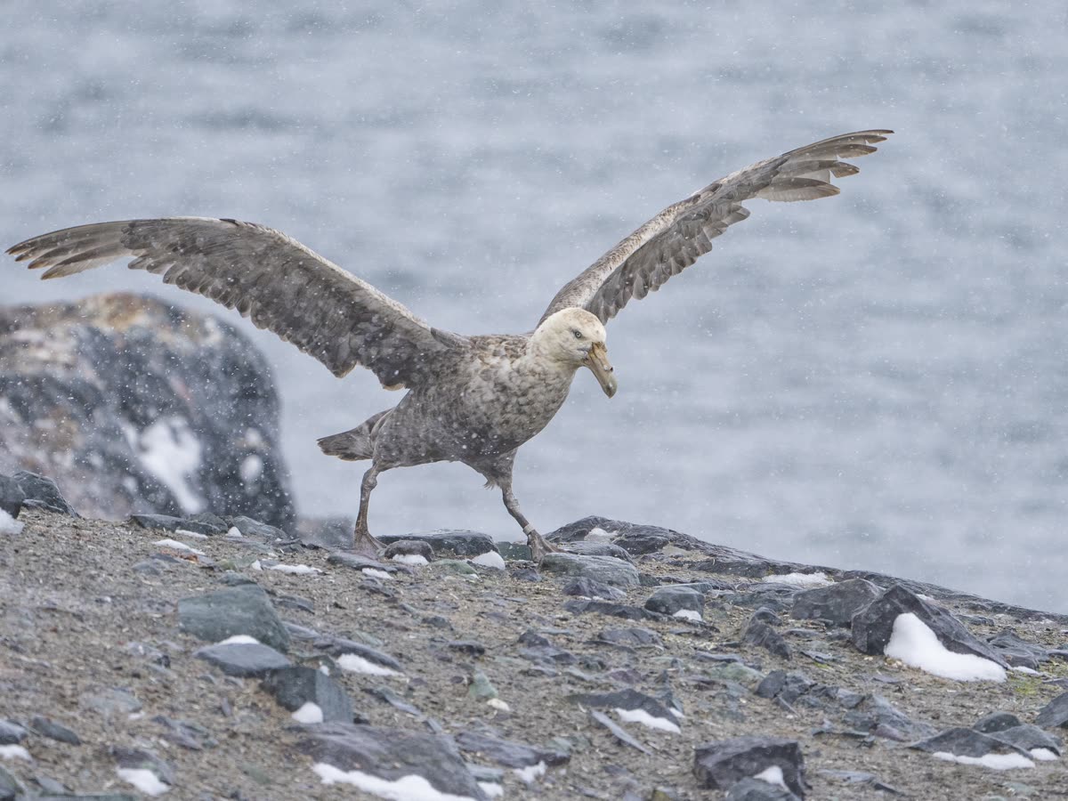 Impression 2 — Foto: Antarctica21