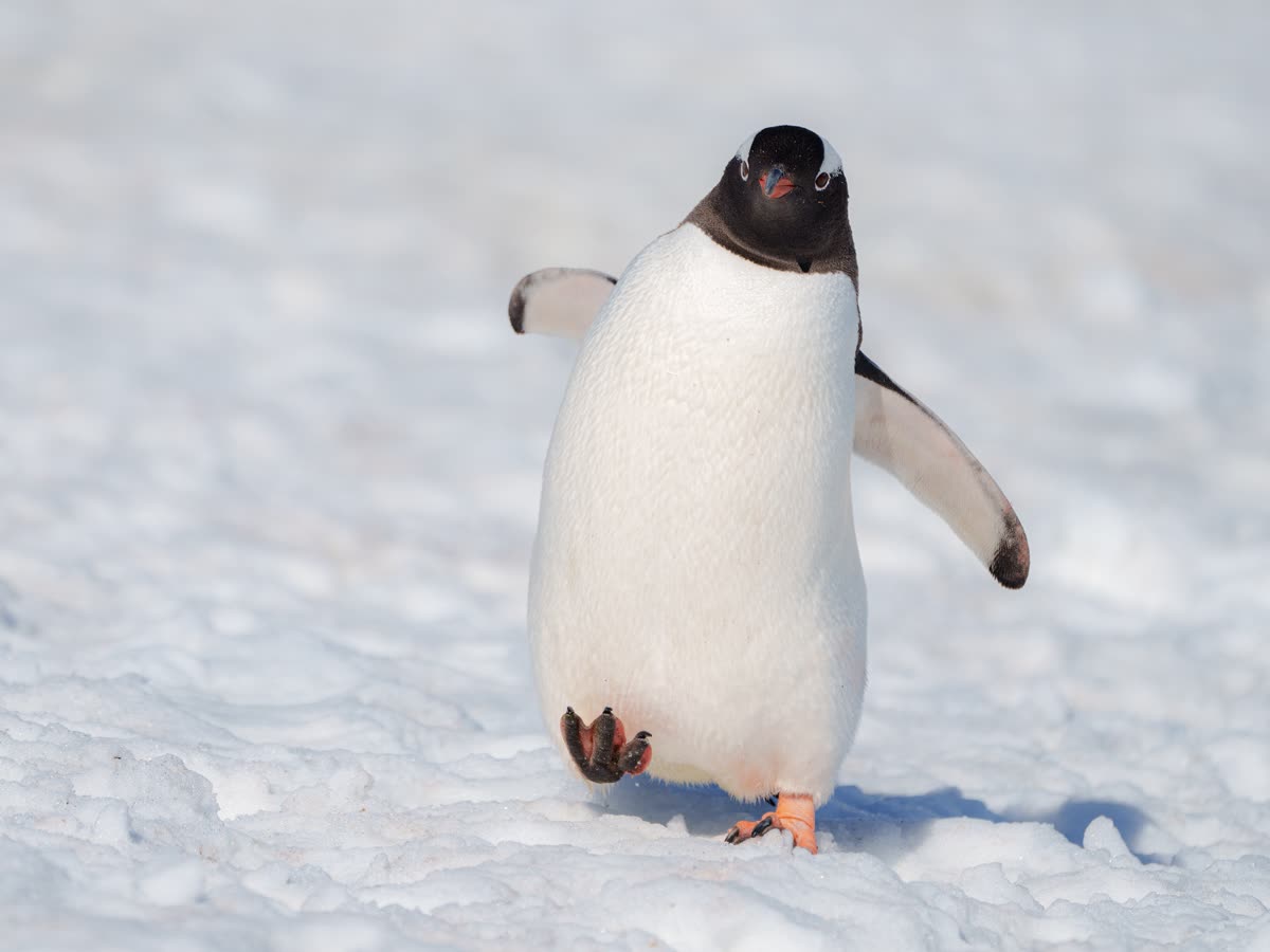 Impression 8 — Foto: Antarctica21
