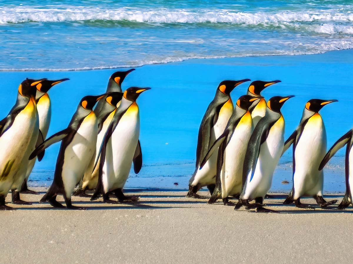 Falklandinseln Expedition | MS MAGELLAN EXPLORER