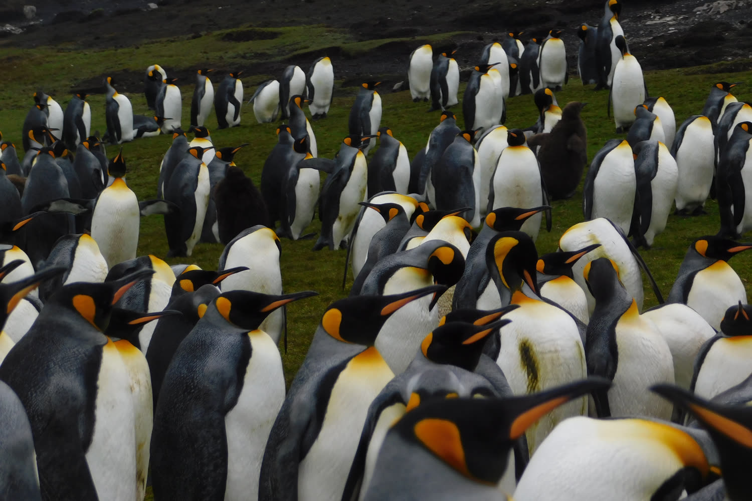 Impression 1 — Foto: Antarctica21