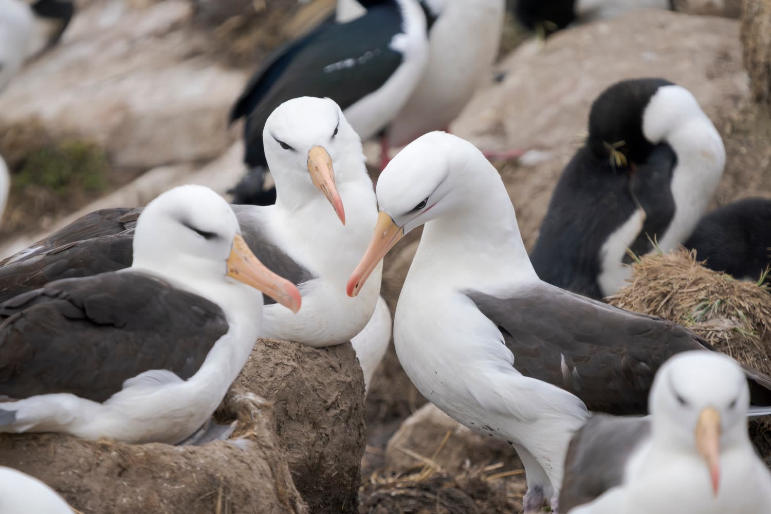 Impression 3 — Foto: Antarctica21