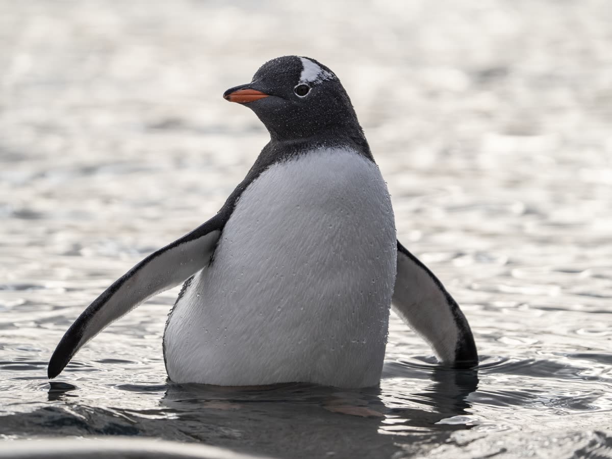 Impression 2 — Foto: Antarctica21