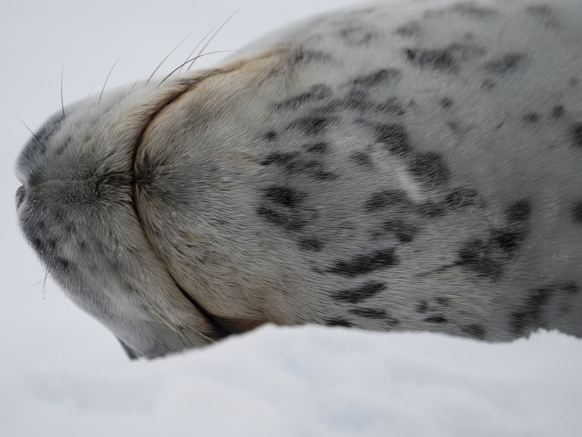 Impression 8 — Foto: Antarctica21