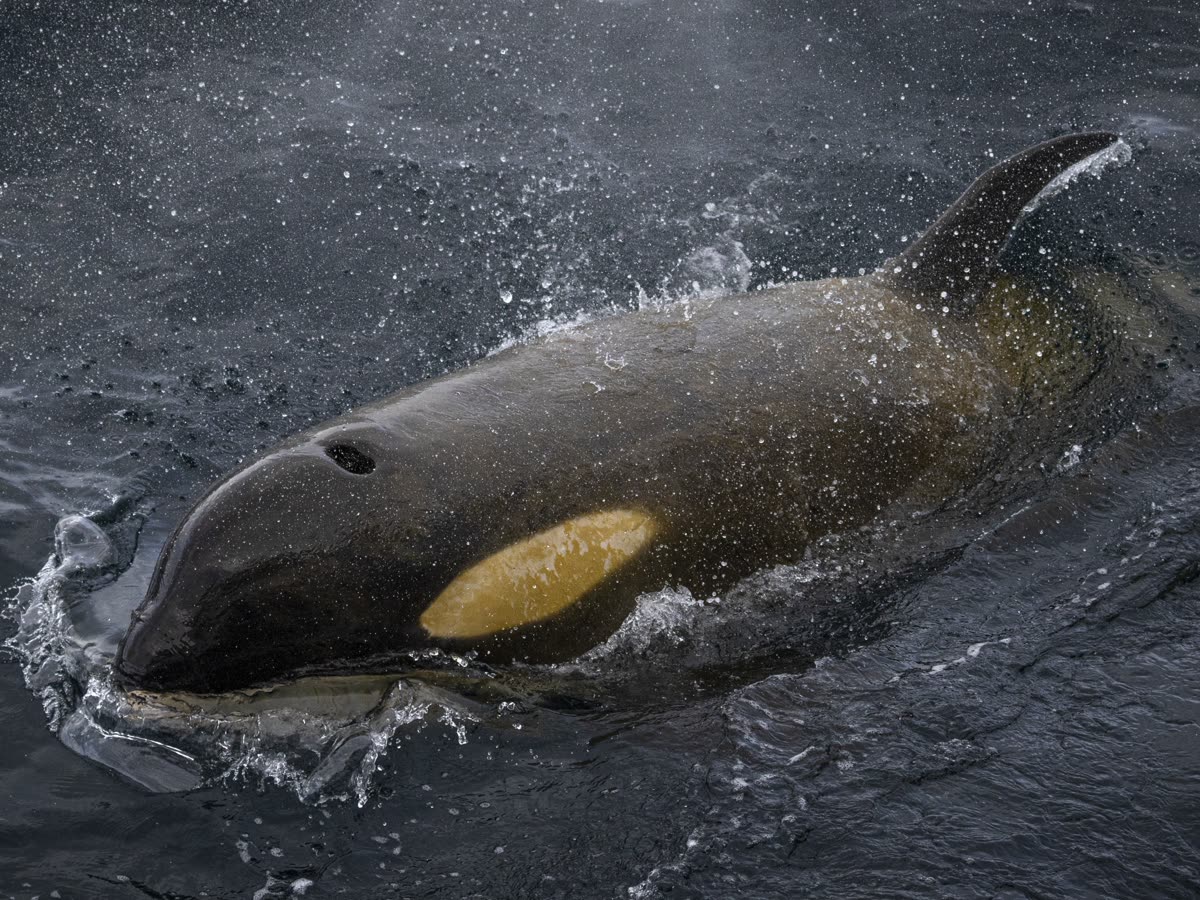Impression 2 — Foto: Antarctica21