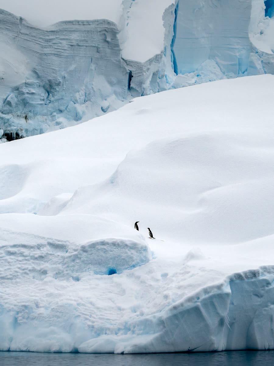 Impression 7 — Foto: Antarctica21