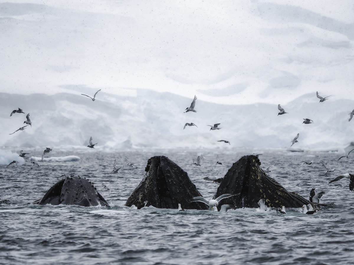Impression 8 — Foto: Antarctica21