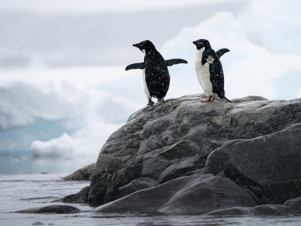 Impression 2 — Foto: Antarctica21