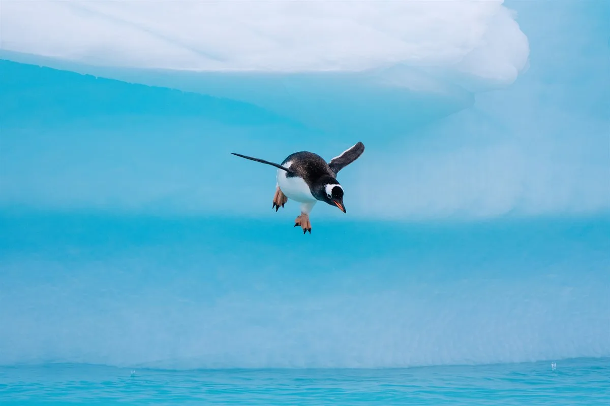 Eselspinguin, Cuverville Island · Foto: Kay Fochtmann