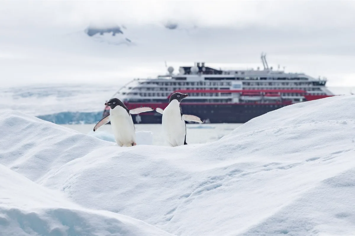 Adéliepinguine, Bongrain Point · Foto: Ted Gatlin