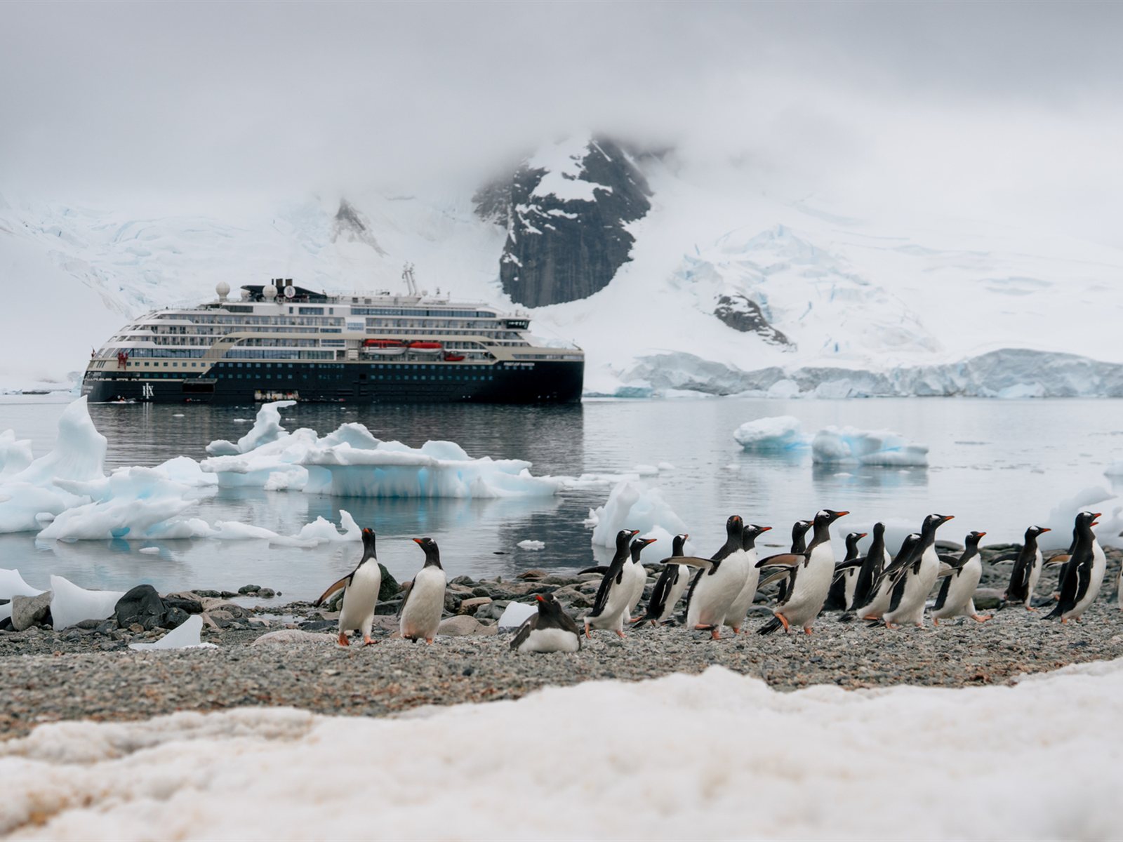 Eselspinguine, Danco Island · Foto: Kay Fochtmann