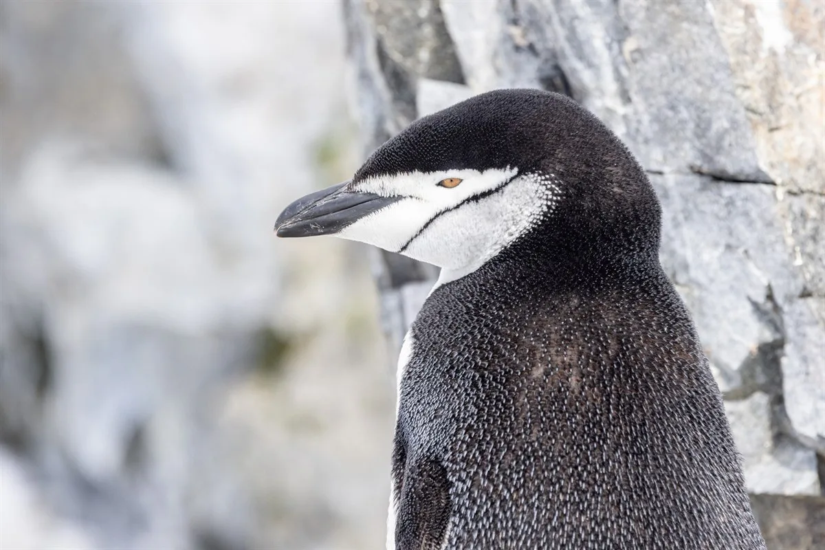 Zügelpinguin, Orne Harbour · Foto: Ted Gatlin