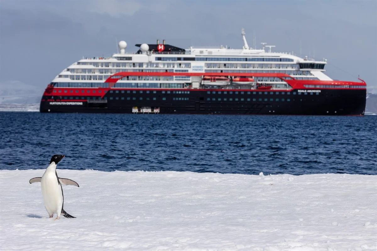 Adéliepinguin, Duse Bay · Foto: Oscar Farrera