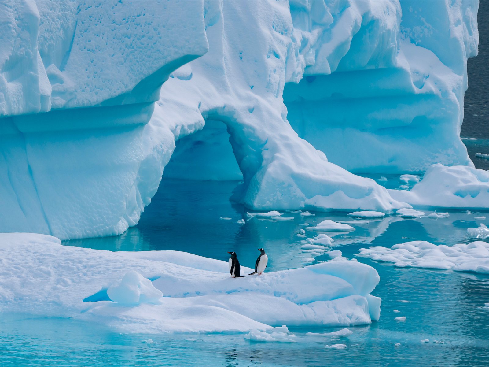 Eselspinguine, Neko Harbour · Foto: Kay Fochtmann