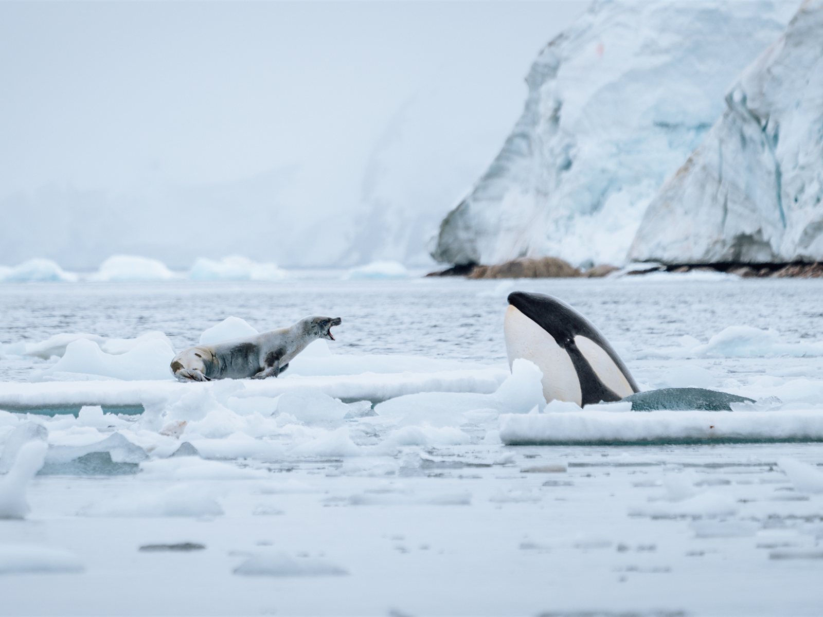 Schwertwal (Orca) im Packeis · Foto: Martin Hain