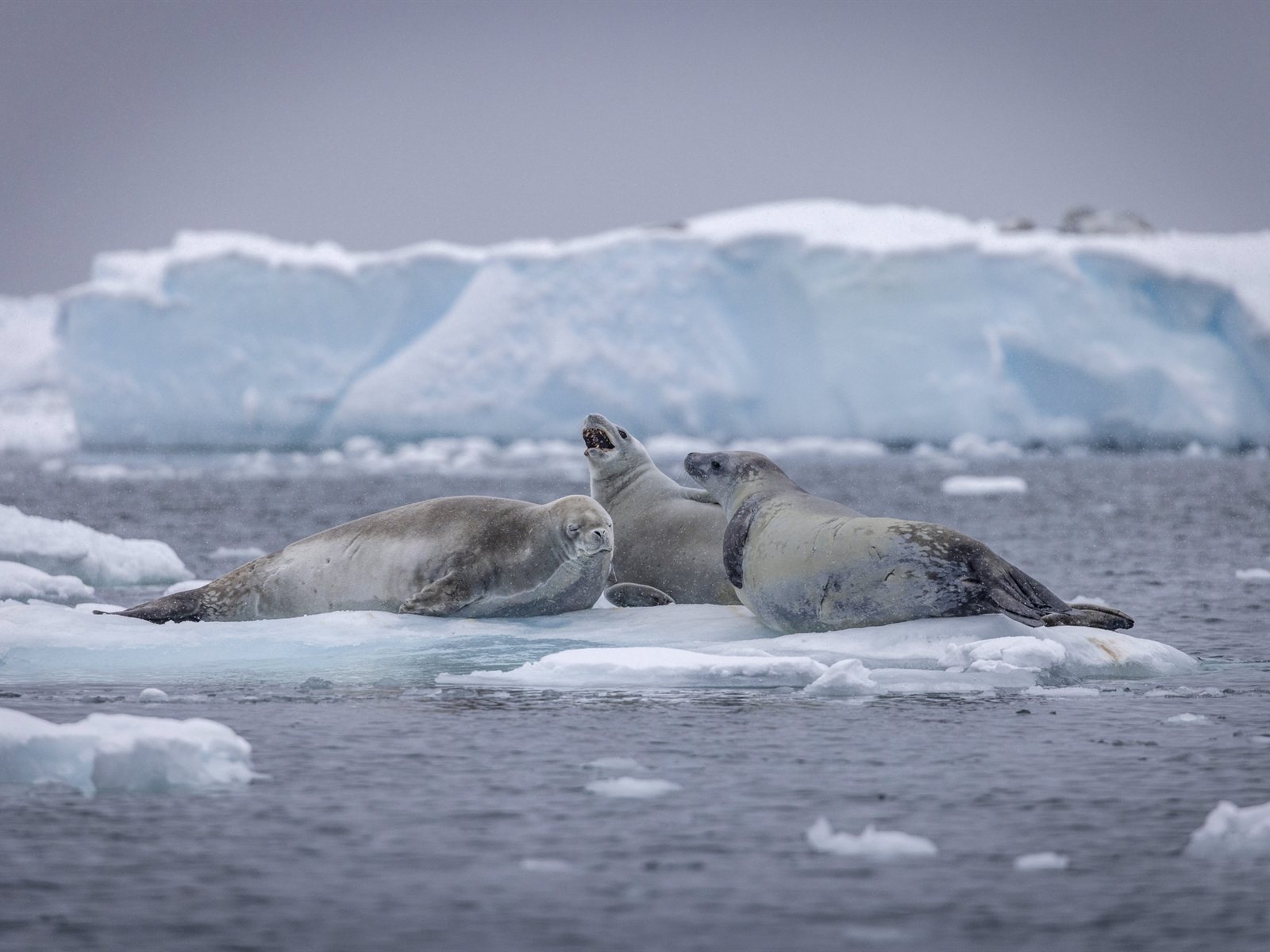 Stonington Island · Foto: Oscar Farrera