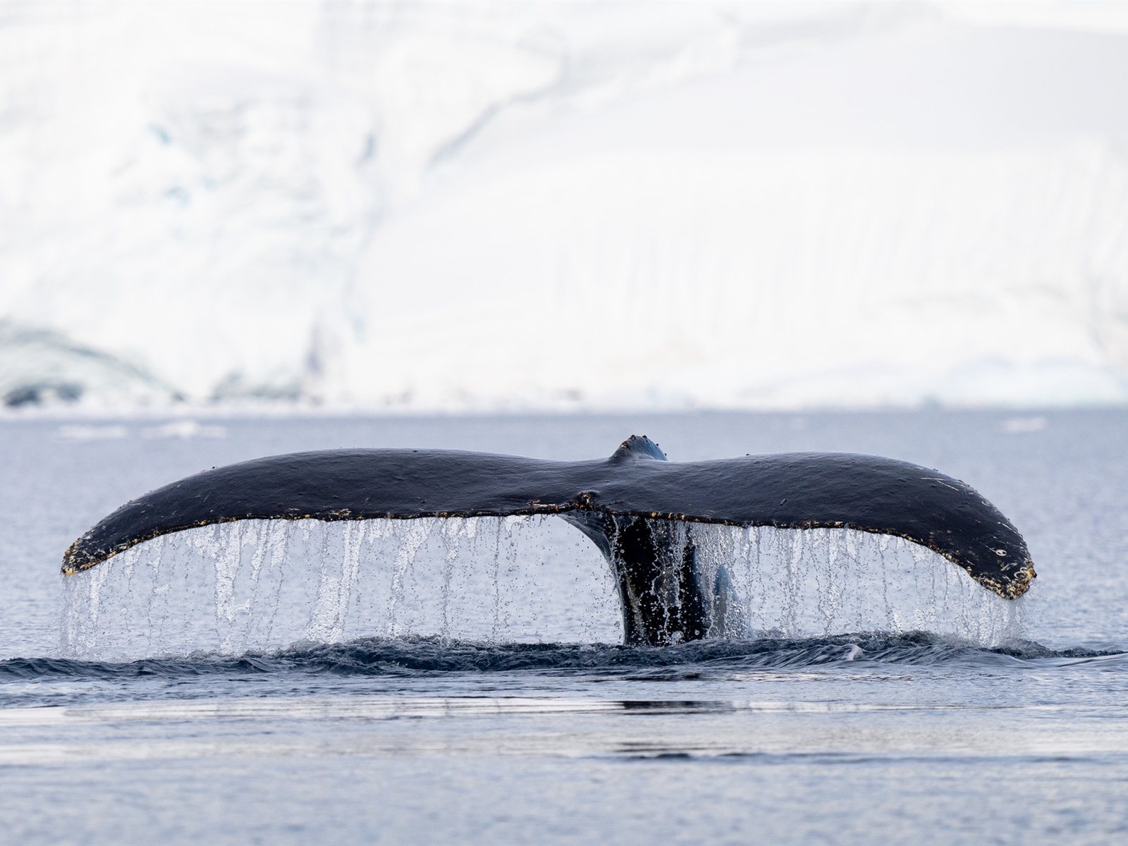 Wilhelmina Bay · Foto: Espen Mills