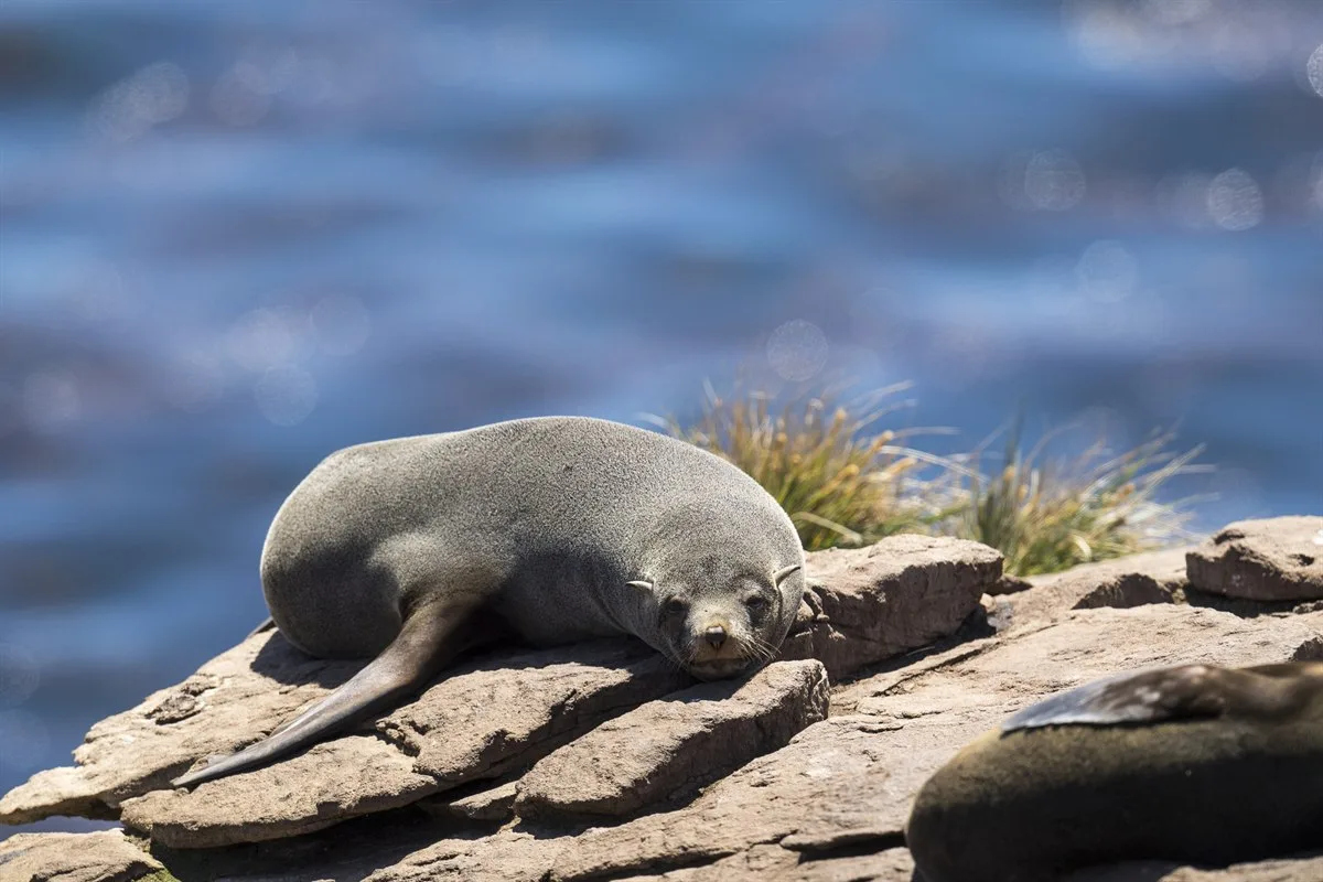 Antarktischer Seebär, New Island · Foto: Andreas Kalvig Anderson
