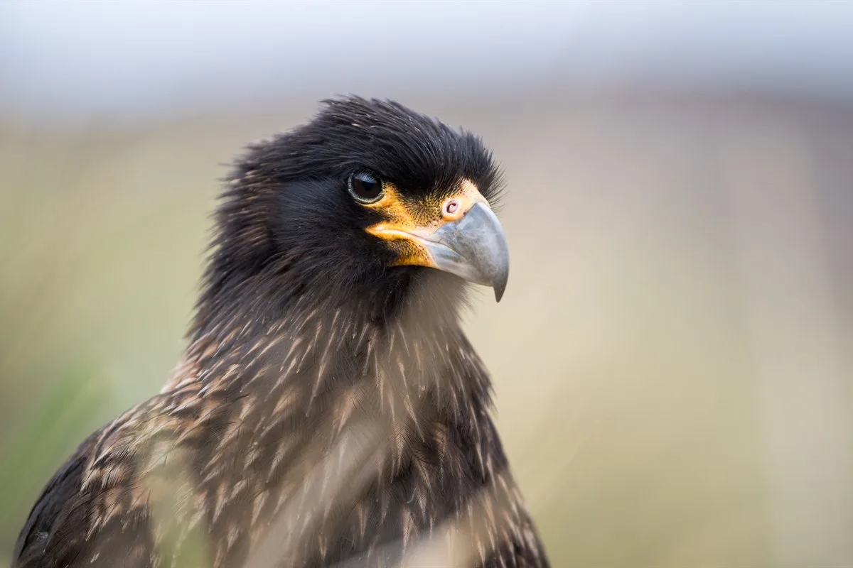 Falkland-Karakara, New Island · Foto: Andreas Kalvig Anderson