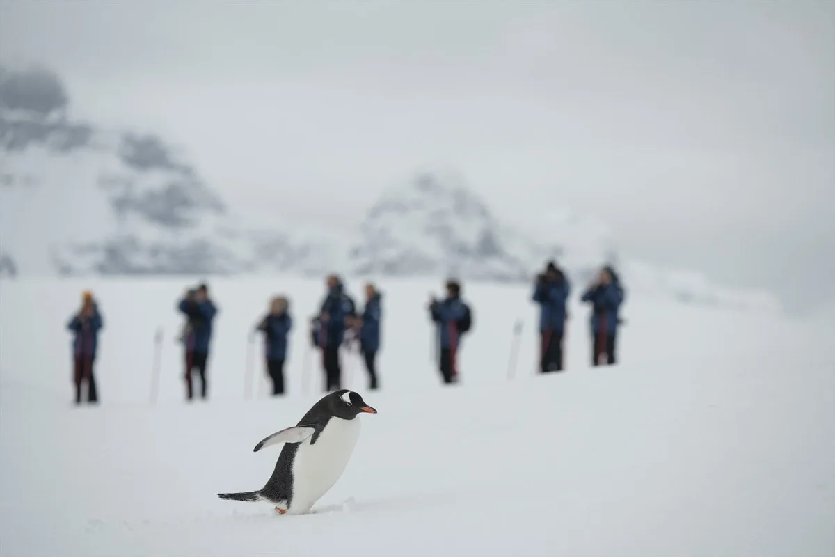 Eselspinguine, Damoy Point · Foto: Kim Rormark