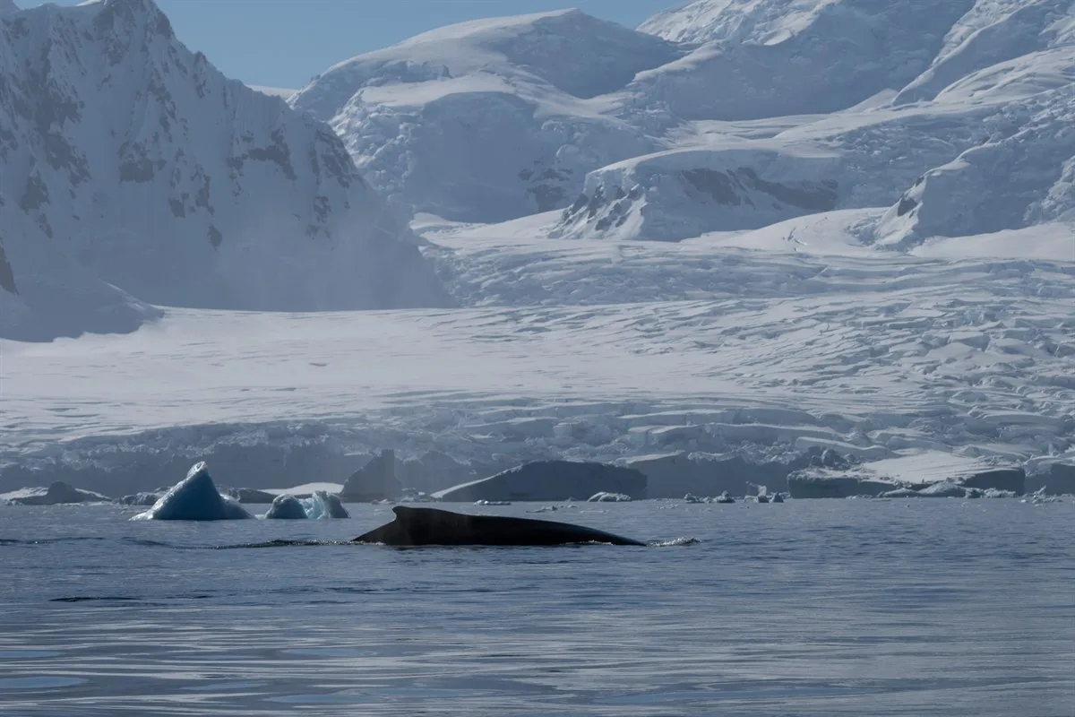 Buckelwal bei Yalour Island · Foto: Kim Rormark