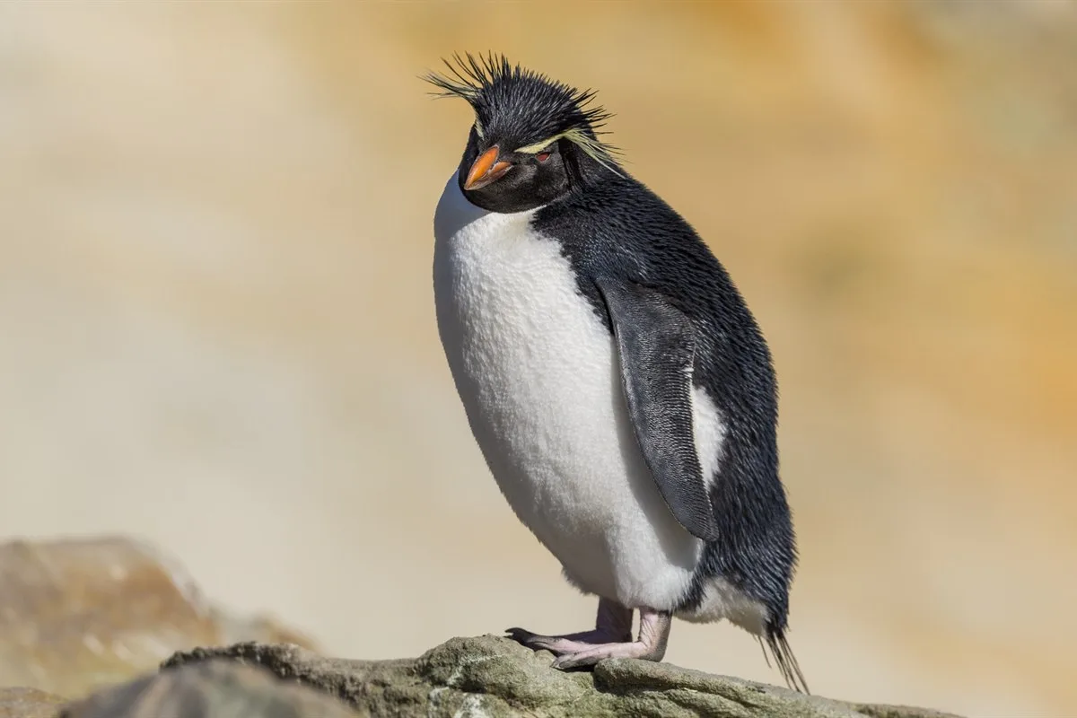 New Island, Falklandinseln · Foto: Karsten Bidstrup
