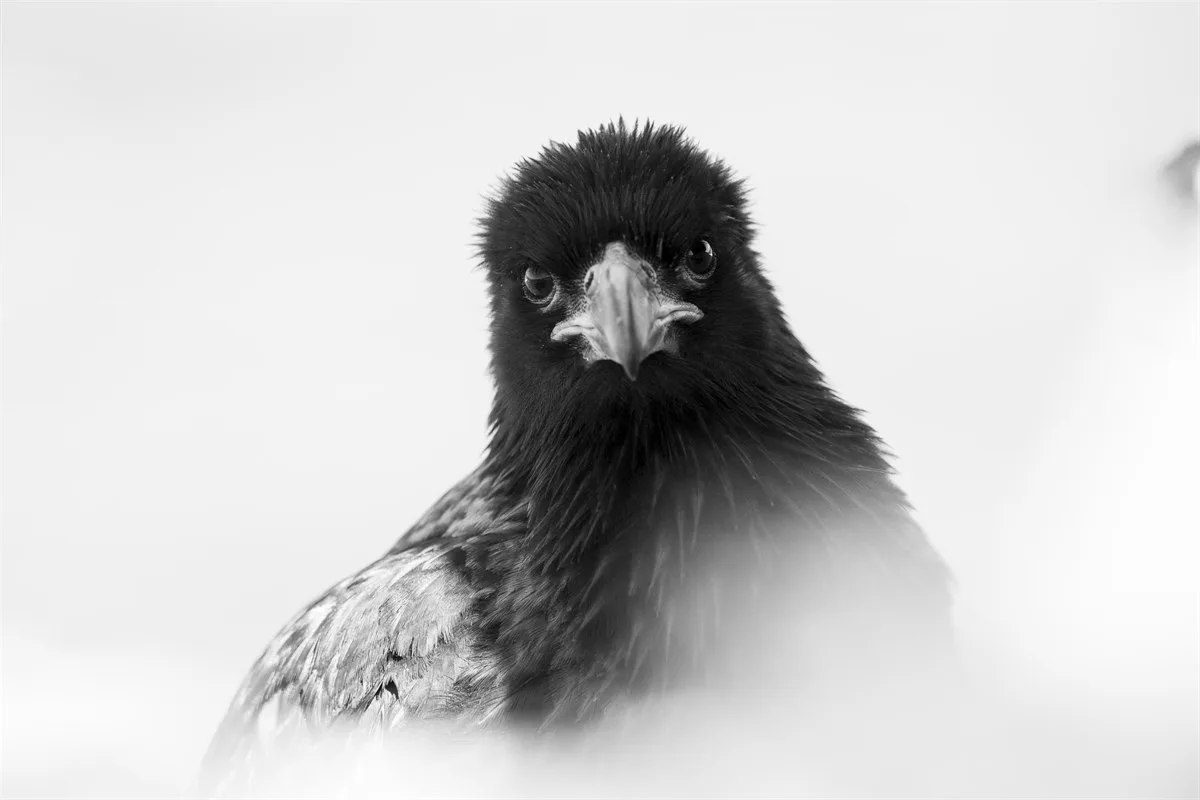 Vogelwelt der Falklandinseln · Foto: Andreas Kalvig Anderson