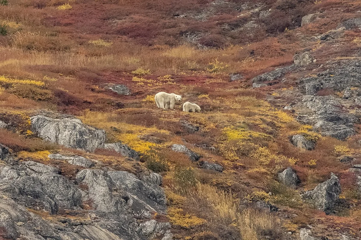 Eisbären bei Nachvak, Labrador · Foto: Ted Gatlin