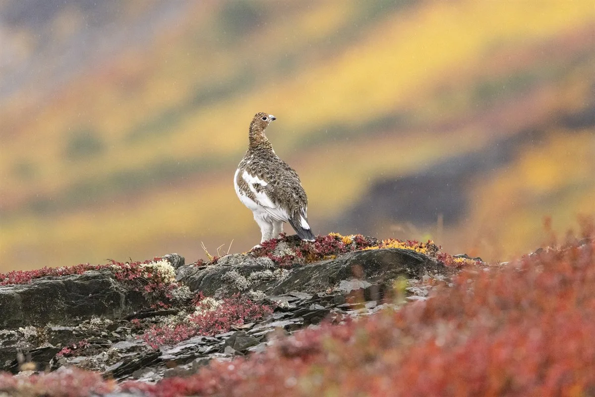 Schneehuhn bei Ramah, Labrador · Foto: Ted Gatlin