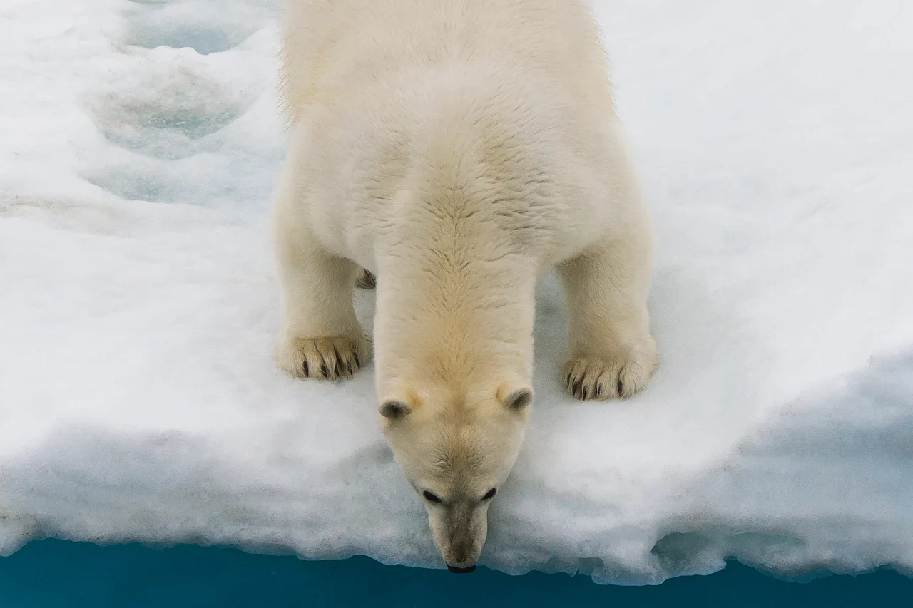 Eisbär der Arktis