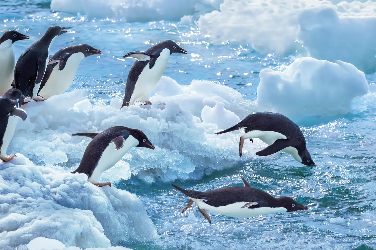 Pinguinkolonien an Land