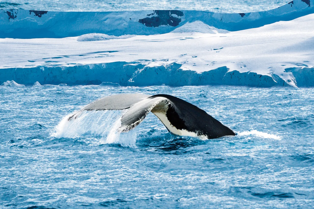 Wale im Nordmeer