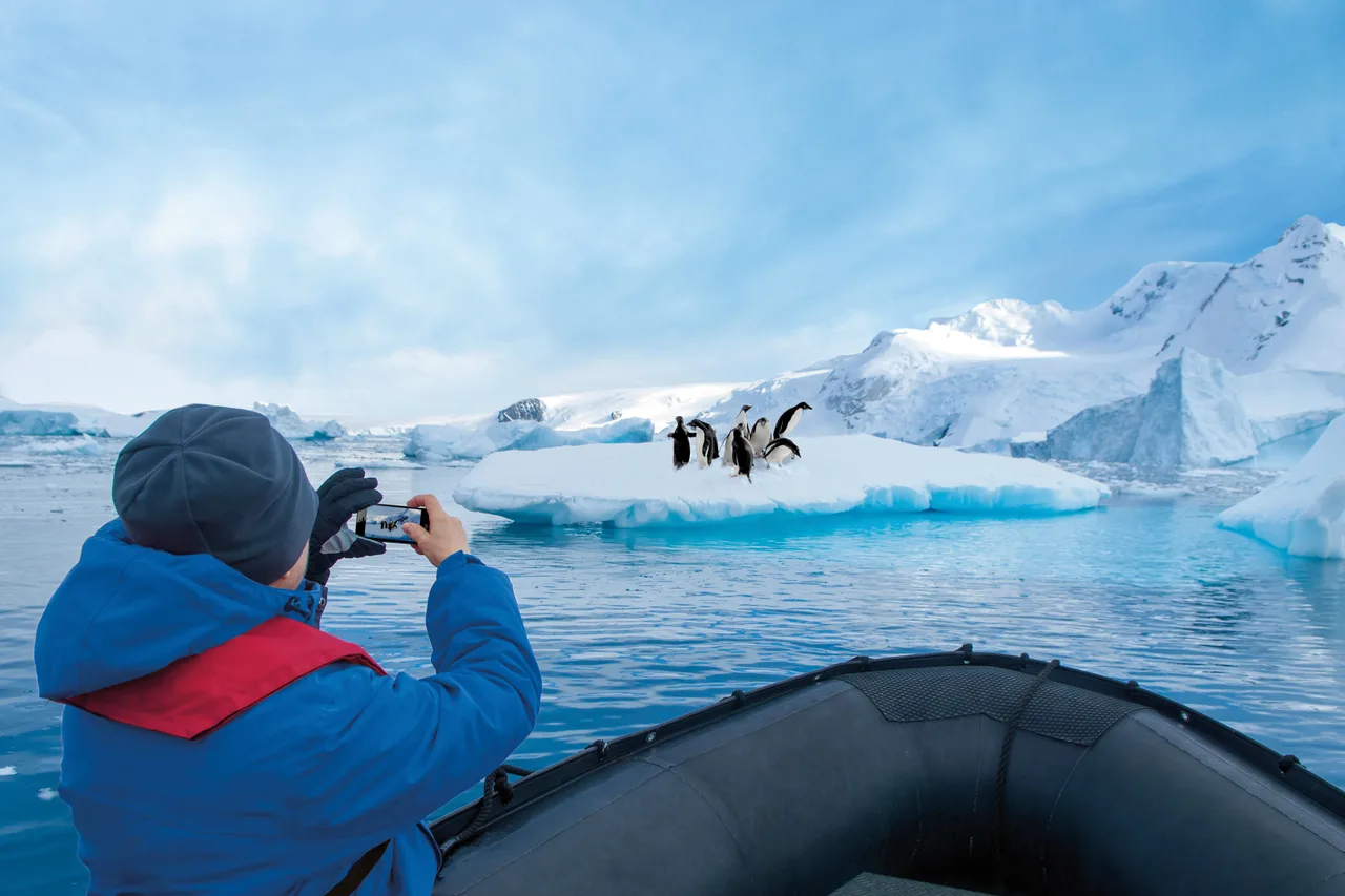 Pinguine der Antarktis