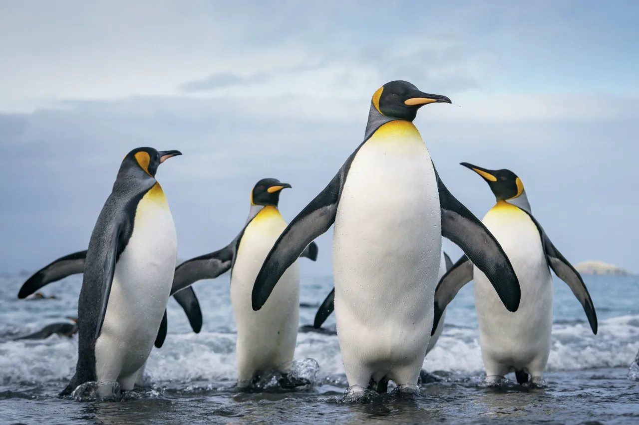 Eselspinguine