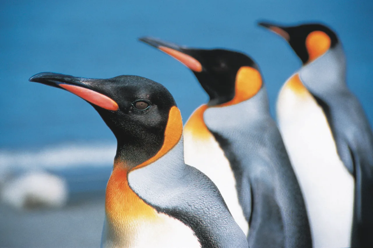 Pinguine im Schnee
