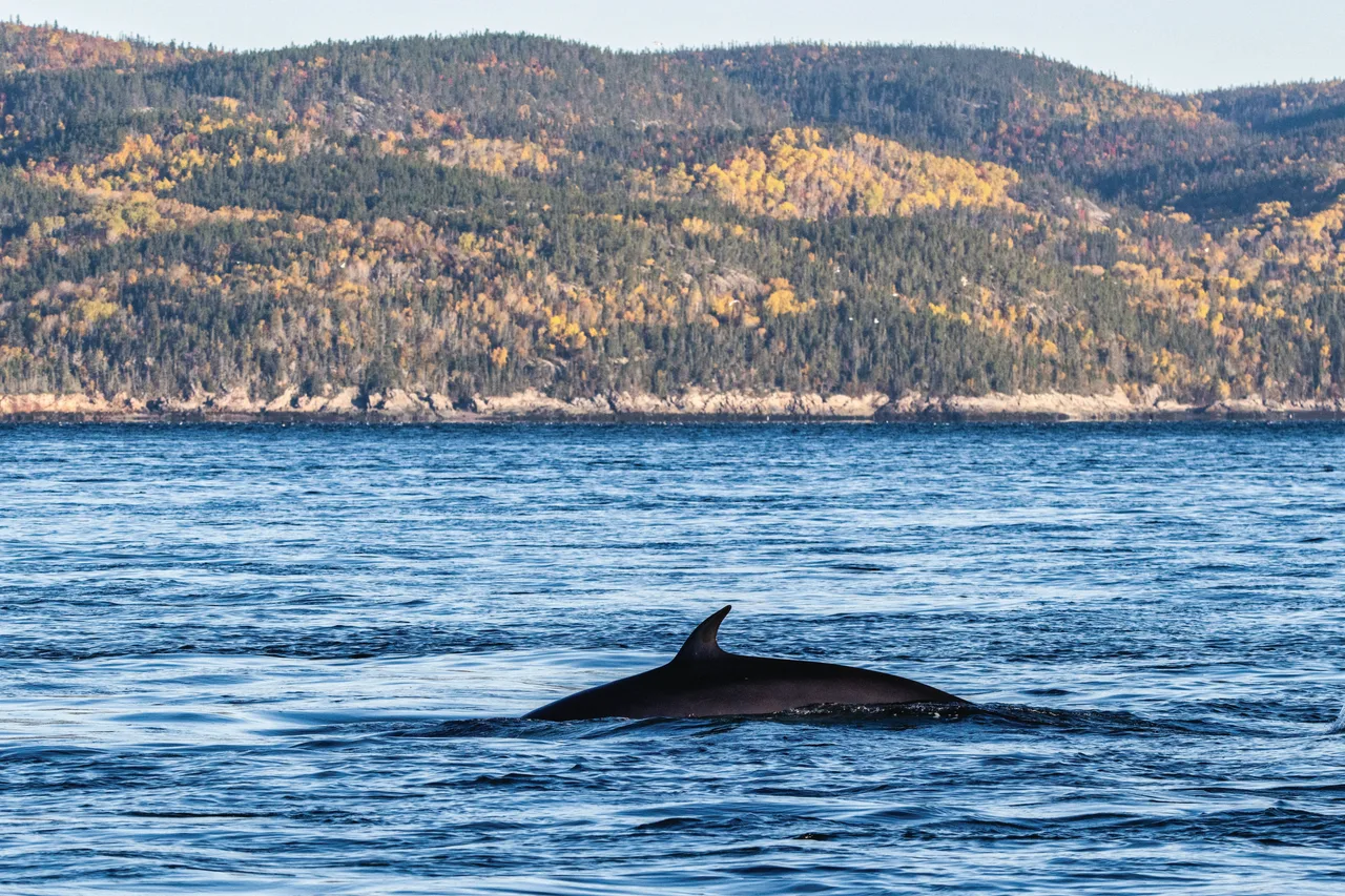 Wale bei Tadoussac