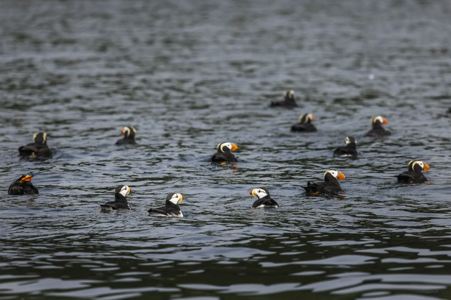 Papageitaucher bei Unga Village, Alaska · Foto: Oscar Farrera
