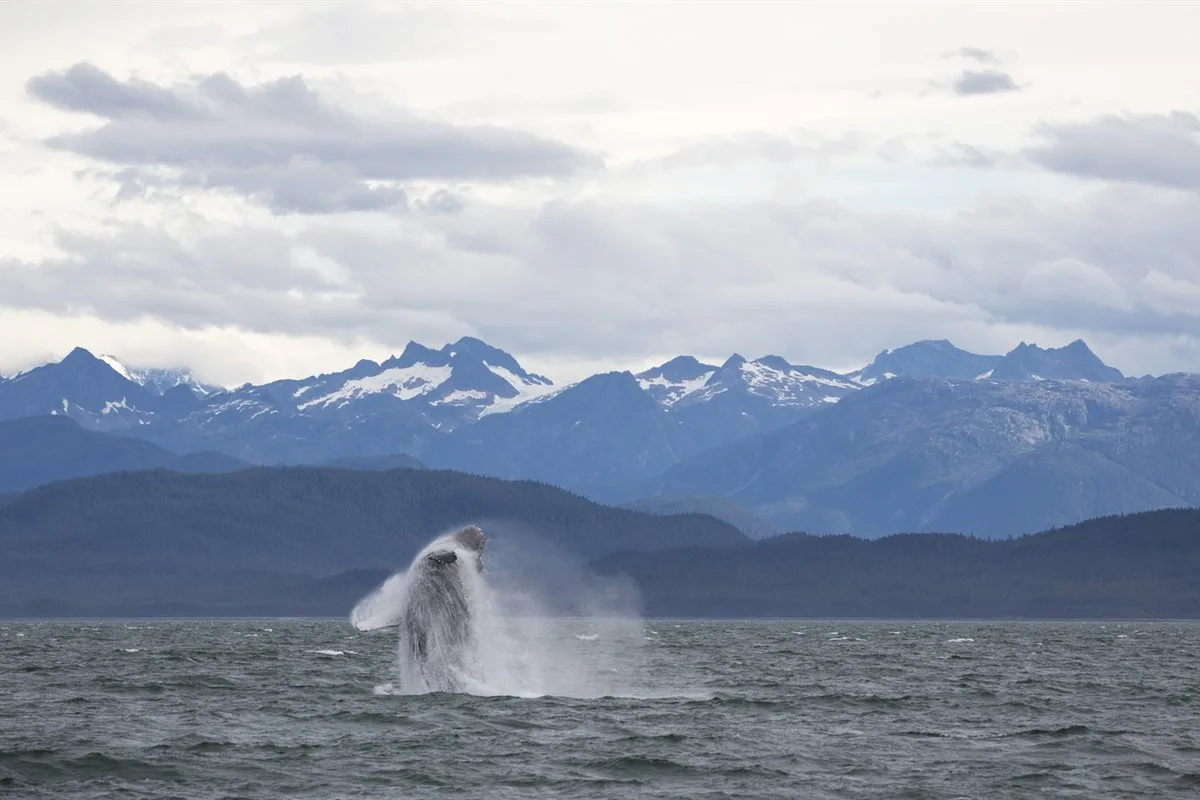 Buckelwal vor Juneau · Foto: Jonathan Tramontana / Hurtigruten