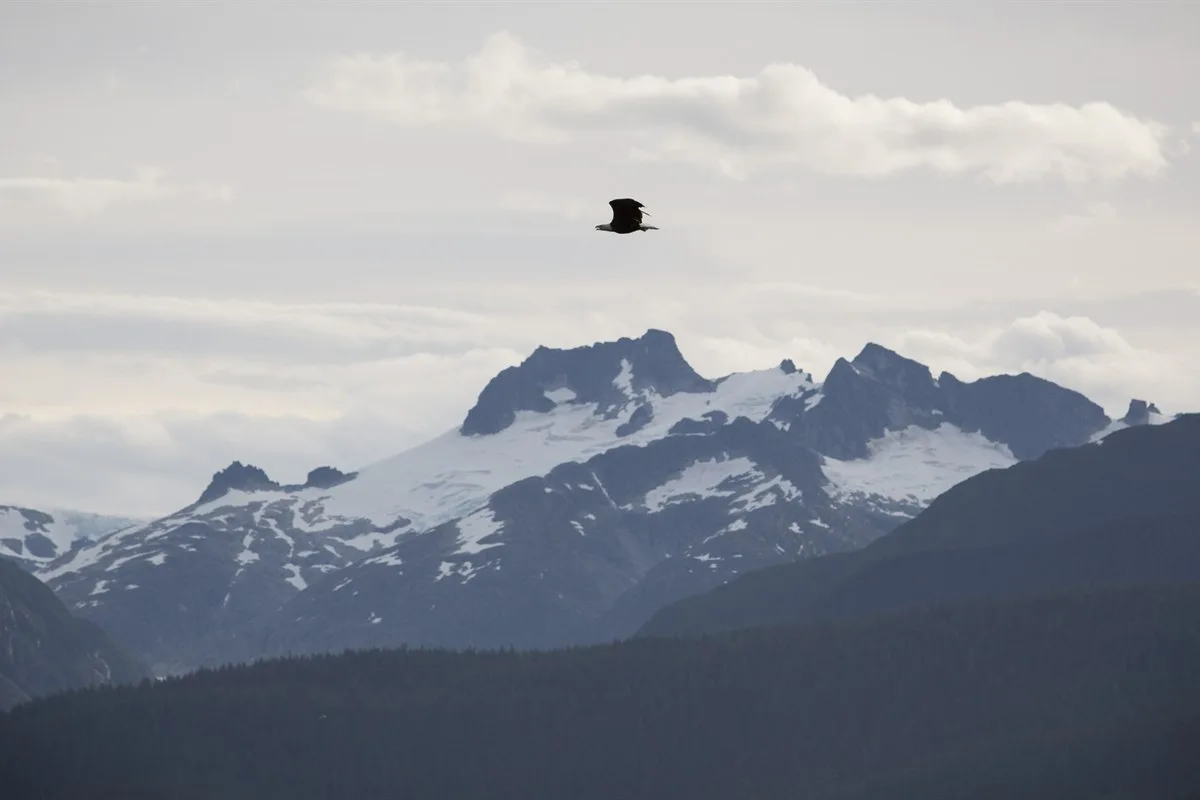 Weißkopfseeadler vor Juneau · Foto: Jonathan Tramontana / Hurtigruten