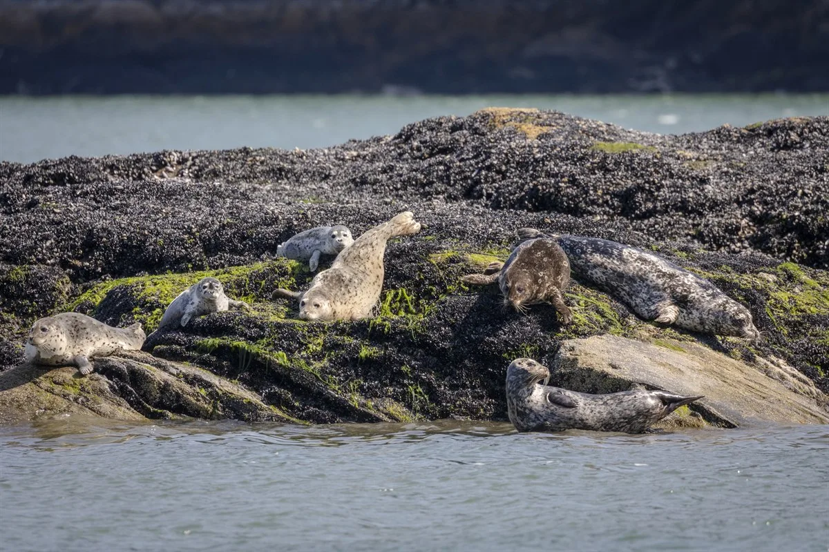 Braunbären von Anan, Wrangell · Foto: Oscar Farrera