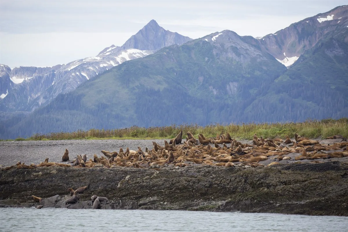 Seelöwen bei Ralston Island · Foto: Jonathan Tramontana / Hurtigruten