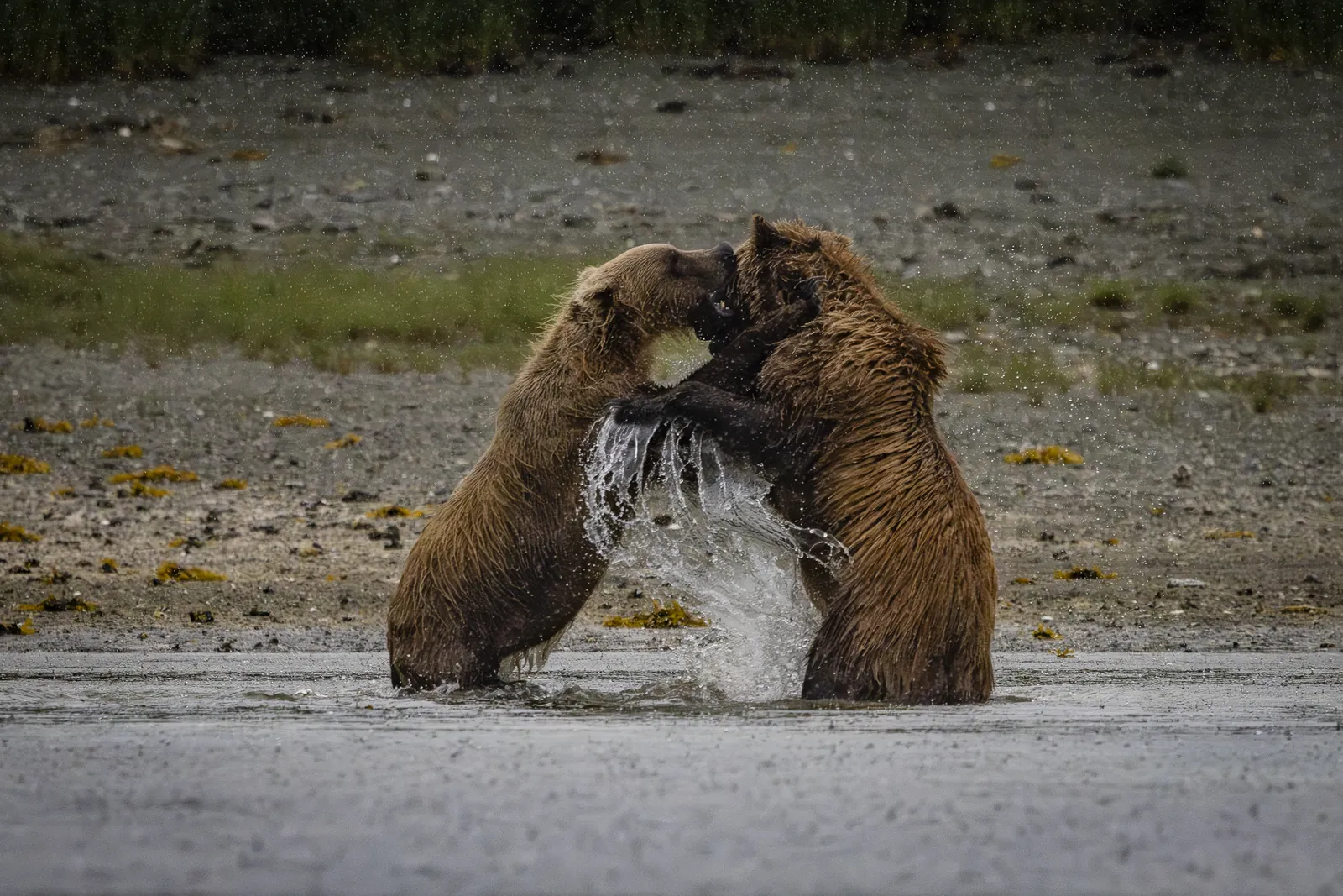 Alaska und Kanada – Aleuten, Bären und die Inside-Passage | (Kurs Nord) | MS ROALD AMUNDSEN