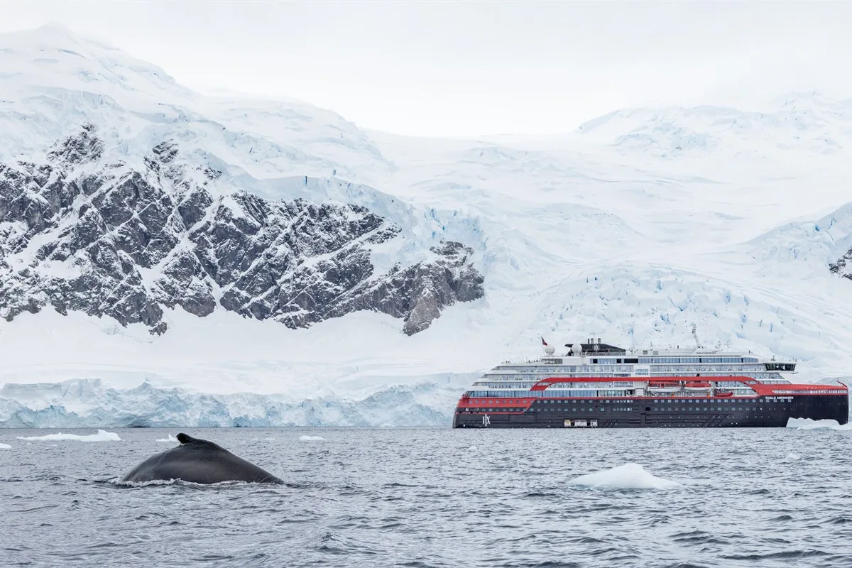 Buckelwal bei Neko Harbour · Foto: Ted Gatlin