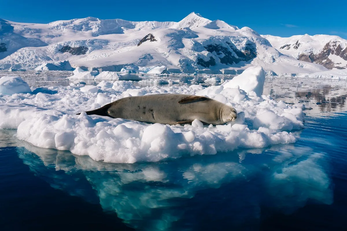 Unvergleichliche Antarktis Kreuzfahrt – Die Route der Entdecker | MS ROALD AMUNDSEN