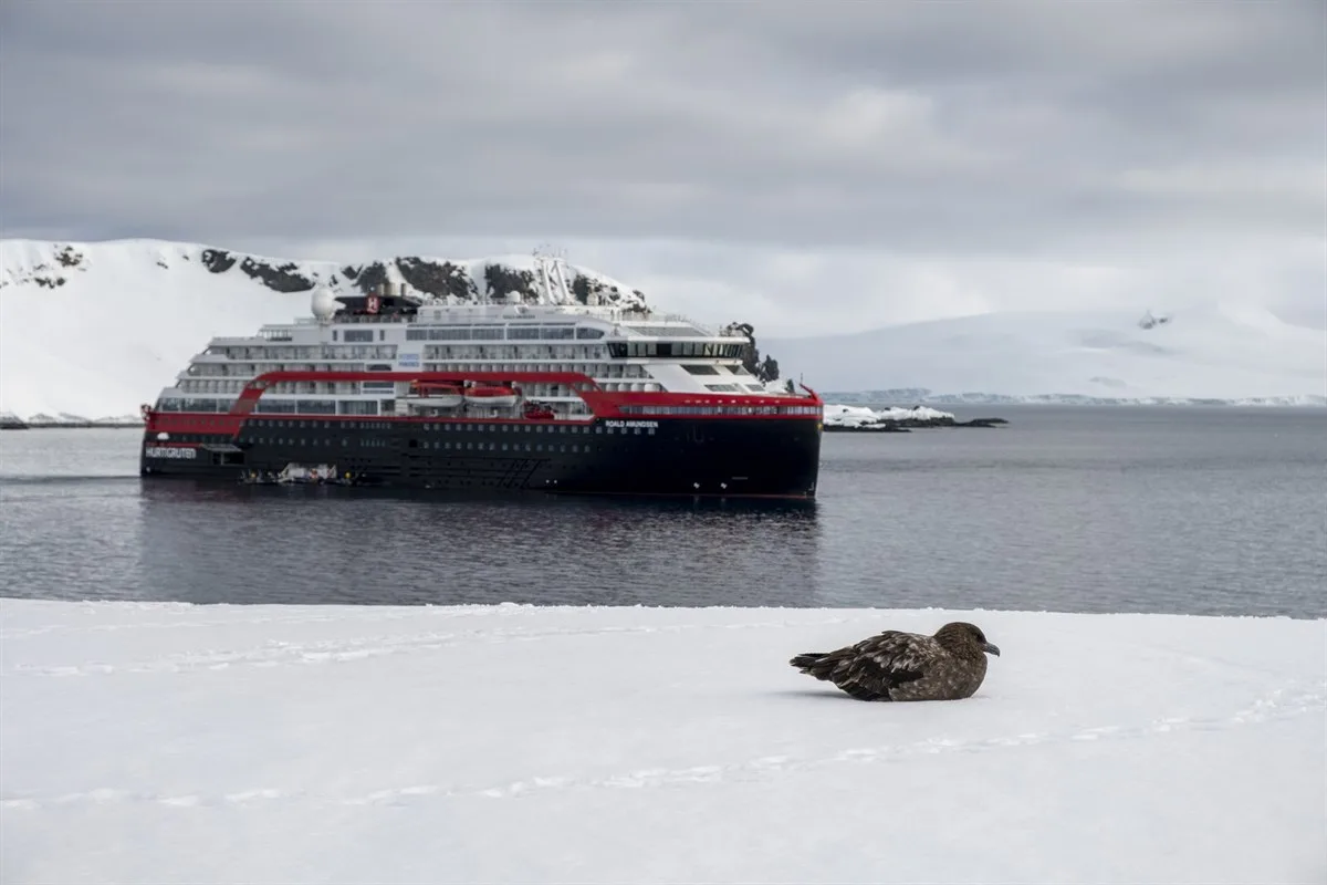 Zügelpinguine, Half Moon Island · Foto: Andrea Klaussner
