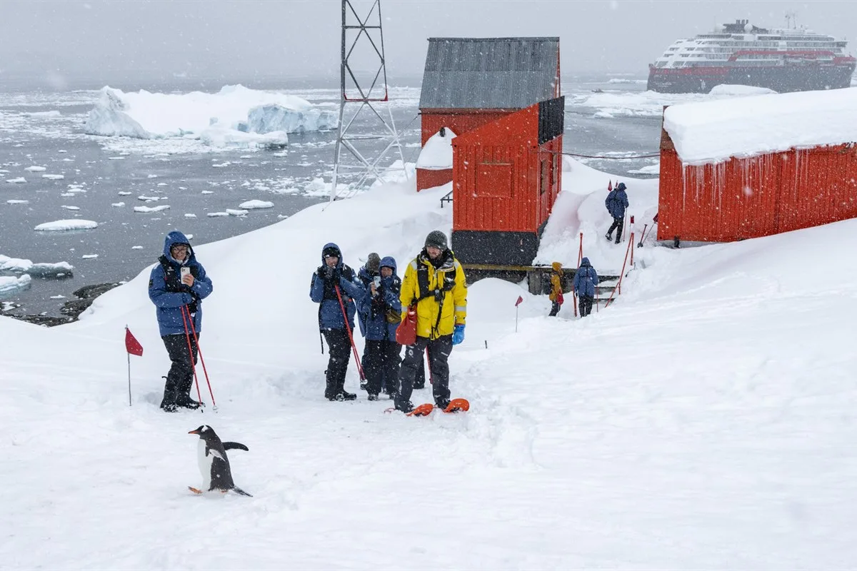 Eselspinguine bei Brown-Station · Foto: Ted Gatlin
