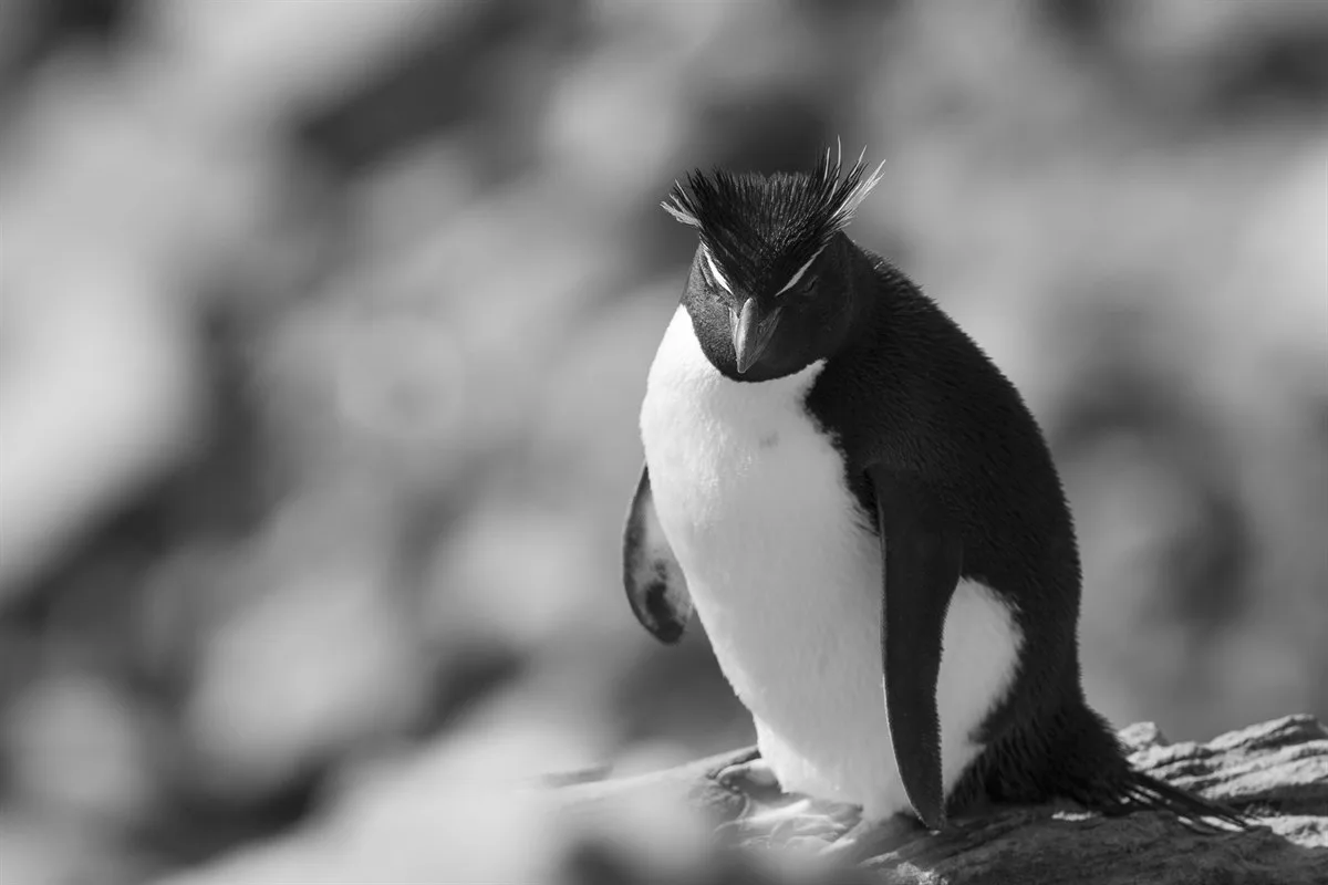 Felsenpinguin, New Island (Falkland) · Foto: Andreas Kalvig Anderson