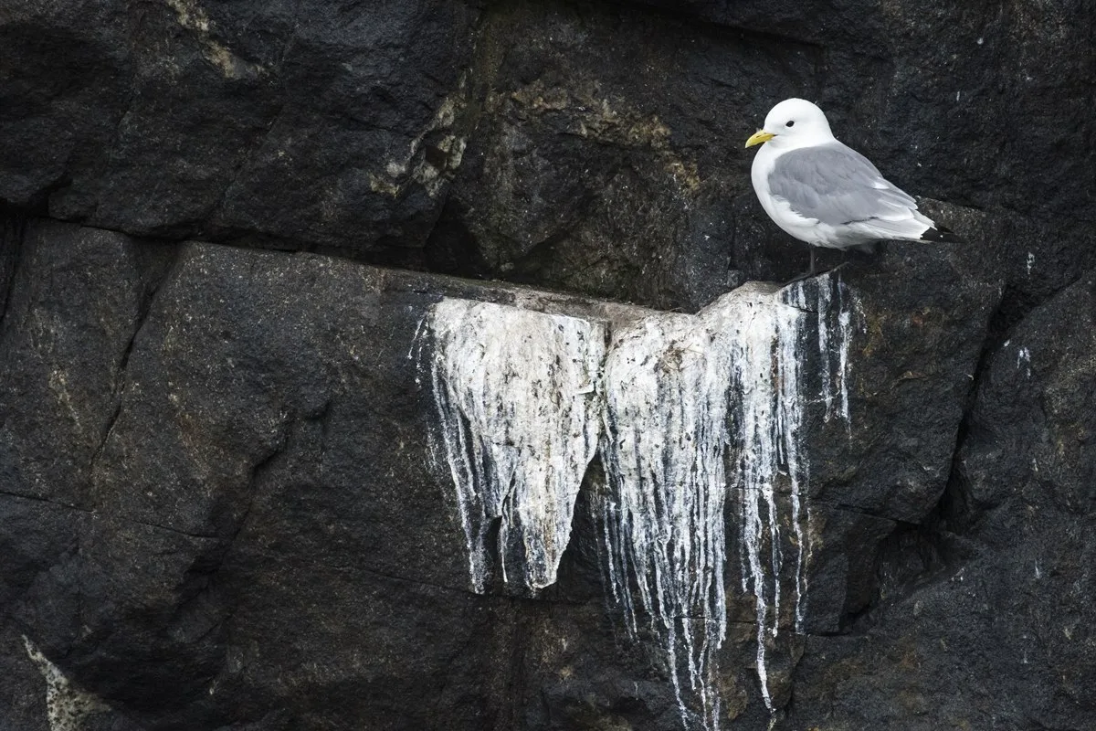 Möwe bei Killiniq Island · Foto: Karsten Bidstrup