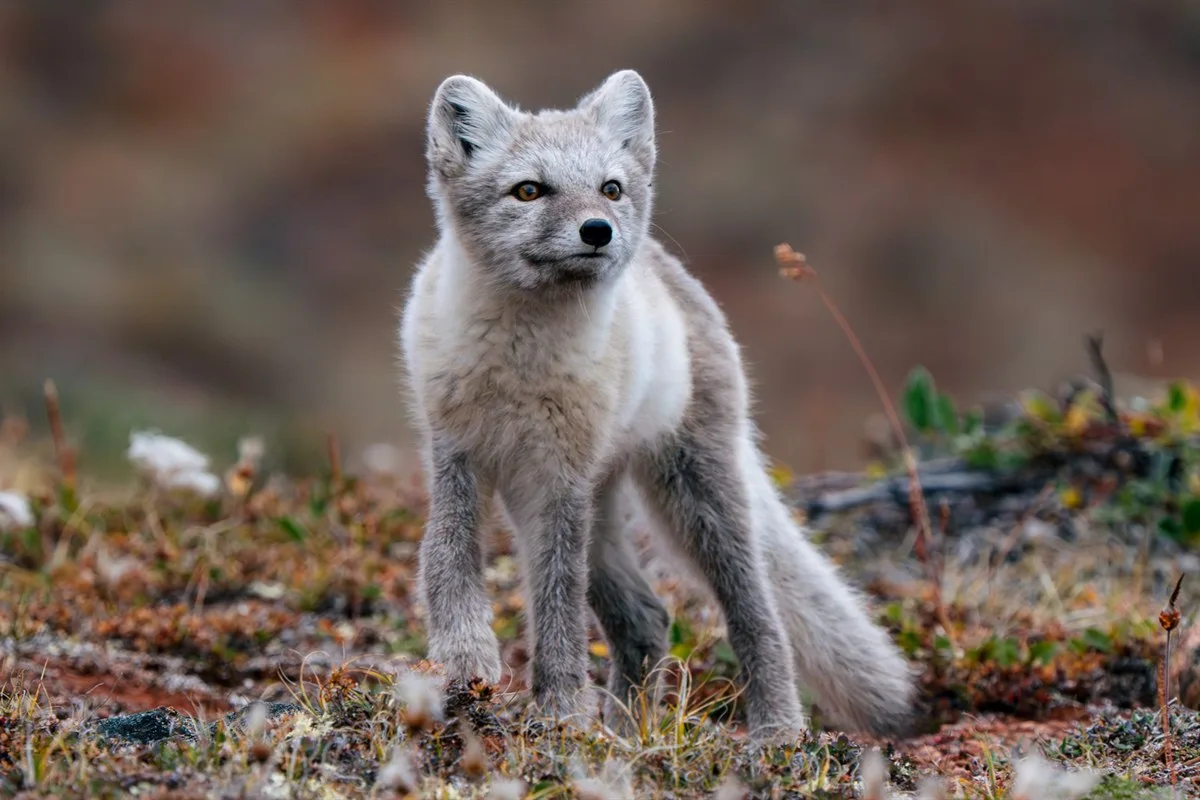 Polarfuchs in Ostgrönland · Foto: Kay Fochtmann