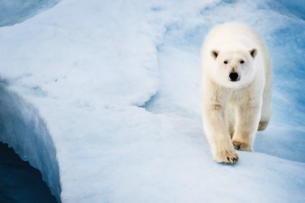 Eisbär