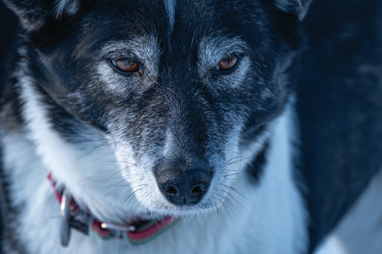 Schlittenhunde